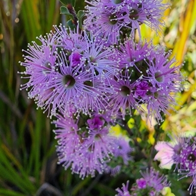 Kunzea capitata (Pink Kunzea) at Bundanoon, NSW - 10 Nov 2022 by Steve818