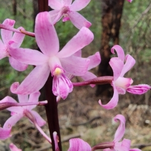 Dipodium roseum at Cotter River, ACT - suppressed