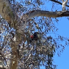 Callocephalon fimbriatum (Gang-gang Cockatoo) at Flea Bog Flat, Bruce - 10 Oct 2023 by JVR