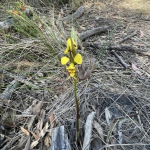 Diuris sulphurea at Bruce, ACT - 10 Oct 2023