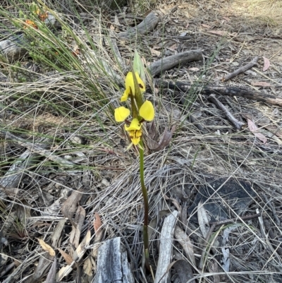 Diuris sulphurea (Tiger Orchid) at Bruce Ridge to Gossan Hill - 10 Oct 2023 by JVR