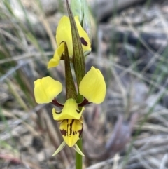 Diuris sulphurea at Bruce, ACT - 10 Oct 2023