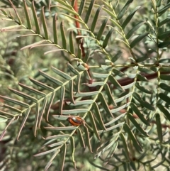 Acacia rubida (Red-stemmed Wattle, Red-leaved Wattle) at Karabar, NSW - 9 Oct 2023 by JaneR