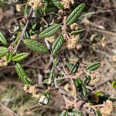 Pomaderris betulina subsp. betulina (Birch Pomaderris) at Karabar, NSW - 9 Oct 2023 by JaneR