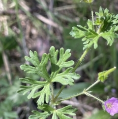 Geranium solanderi var. solanderi (Native Geranium) at Karabar, NSW - 9 Oct 2023 by JaneR