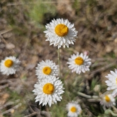 Leucochrysum albicans subsp. tricolor at Bungendore, NSW - 10 Oct 2023 04:10 PM