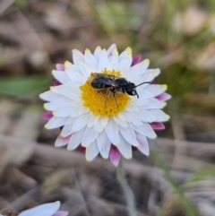 Lasioglossum (Chilalictus) lanarium (Halictid bee) at Bungendore, NSW - 10 Oct 2023 by Csteele4