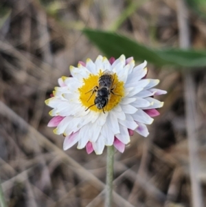 Lasioglossum (Chilalictus) lanarium at Bungendore, NSW - 10 Oct 2023