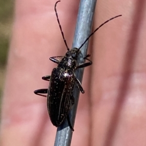 Homotrysis sp. (genus) at Belconnen, ACT - 10 Oct 2023 10:45 AM