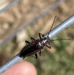 Homotrysis sp. (genus) at Belconnen, ACT - 10 Oct 2023 10:45 AM