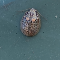 Paropsisterna sp. (genus) at Molonglo River Reserve - 10 Oct 2023