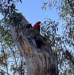 Alisterus scapularis (Australian King-Parrot) at Bruce Ridge to Gossan Hill - 10 Oct 2023 by JVR