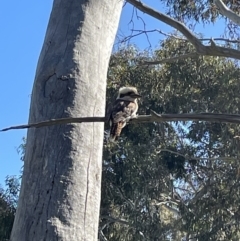 Dacelo novaeguineae (Laughing Kookaburra) at Bruce, ACT - 10 Oct 2023 by JVR