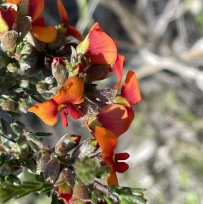 Dillwynia sericea (Egg And Bacon Peas) at Bruce Ridge to Gossan Hill - 10 Oct 2023 by JVR