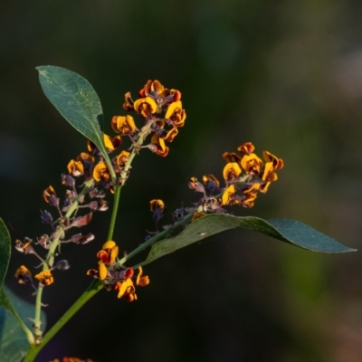 Daviesia latifolia (Hop Bitter-Pea) at Penrose, NSW - 1 Oct 2023 by Aussiegall