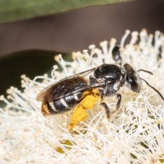 Lipotriches (Austronomia) ferricauda (Halictid bee) at Canberra Central, ACT - 10 Oct 2023 by Roger