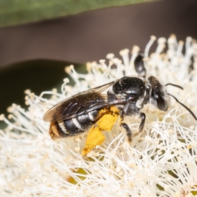 Lipotriches (Austronomia) ferricauda (Halictid bee) at Canberra Central, ACT - 10 Oct 2023 by Roger