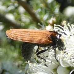 Porrostoma rhipidium (Long-nosed Lycid (Net-winged) beetle) at Queanbeyan, NSW - 8 Oct 2023 by Paul4K