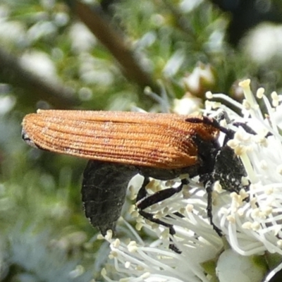 Porrostoma rhipidium (Long-nosed Lycid (Net-winged) beetle) at Queanbeyan, NSW - 8 Oct 2023 by Paul4K