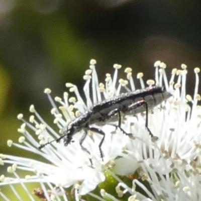 Eleale aspera (Clerid beetle) at Queanbeyan, NSW - 8 Oct 2023 by Paul4K