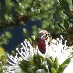 Lasioglossum (Parasphecodes) sp. (genus & subgenus) at Queanbeyan, NSW - suppressed