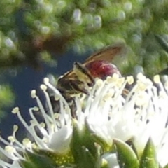 Lasioglossum (Parasphecodes) sp. (genus & subgenus) at Queanbeyan, NSW - suppressed