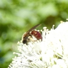 Lasioglossum (Parasphecodes) sp. (genus & subgenus) at Queanbeyan, NSW - suppressed