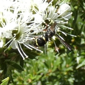 Eumeninae (subfamily) at Queanbeyan, NSW - suppressed