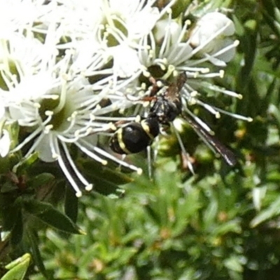 Eumeninae (subfamily) (Unidentified Potter wasp) at Queanbeyan, NSW - 9 Oct 2023 by Paul4K