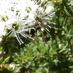 Eumeninae (subfamily) at Queanbeyan, NSW - suppressed