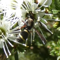 Eumeninae (subfamily) at Queanbeyan, NSW - suppressed