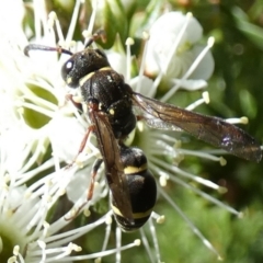 Eumeninae (subfamily) at Queanbeyan, NSW - 9 Oct 2023