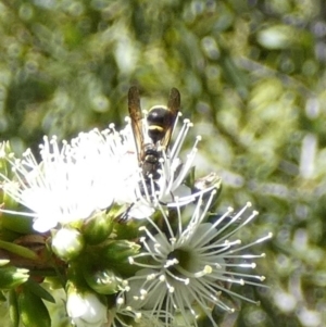 Eumeninae (subfamily) at Queanbeyan, NSW - suppressed