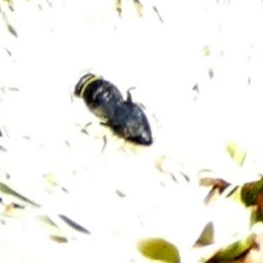 Hylaeinae (subfamily) (Masked bee, Hylaeine bee) at Queanbeyan, NSW - 9 Oct 2023 by Paul4K