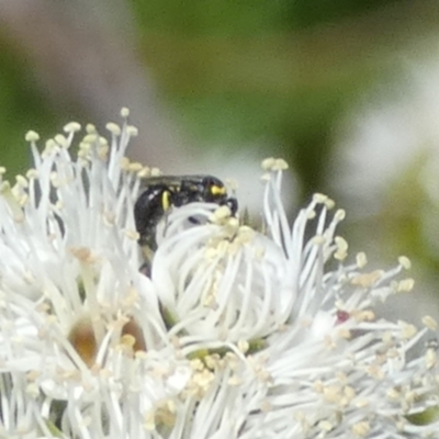 Hylaeus (Gnathoprosopis) amiculinus (Hylaeine colletid bee) at Queanbeyan, NSW - 9 Oct 2023 by Paul4K
