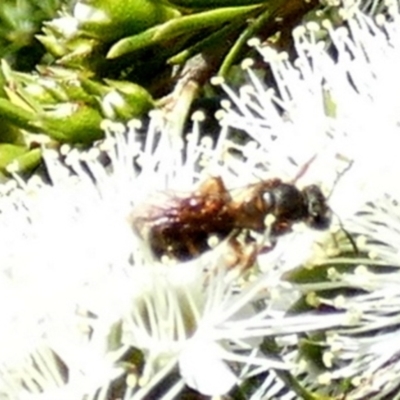 Unverified Bee (Hymenoptera, Apiformes) at  - suppressed by Paul4K