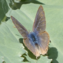 Lampides boeticus (Long-tailed Pea-blue) at Queanbeyan, NSW - 10 Oct 2023 by Paul4K