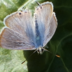 Lampides boeticus at Queanbeyan, NSW - suppressed