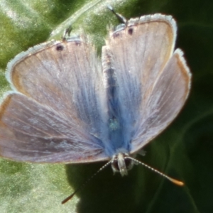 Lampides boeticus at Queanbeyan, NSW - suppressed