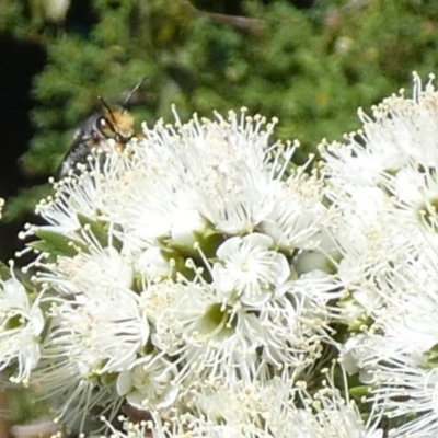 Megachile sp. (several subgenera) (Resin Bees) at Queanbeyan, NSW - 10 Oct 2023 by Paul4K