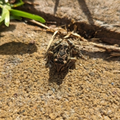 Limnodynastes tasmaniensis (Spotted Grass Frog) at Wright, ACT - 9 Oct 2023 by Rebeccajgee