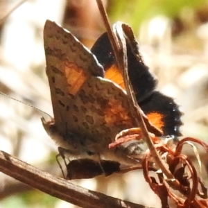 Paralucia aurifera at Paddys River, ACT - 10 Oct 2023