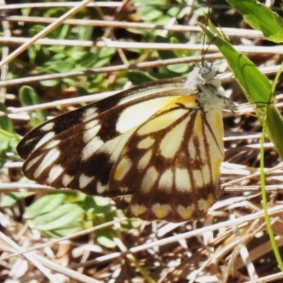 Belenois java (Caper White) at Paddys River, ACT - 10 Oct 2023 by JohnBundock