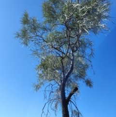 Unidentified Other Shrub at Windorah, QLD - 28 Jul 2023 by LyndalT