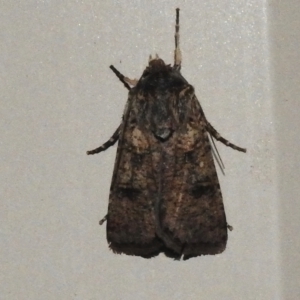 Agrotis porphyricollis at Wanniassa, ACT - 9 Oct 2023 09:08 PM