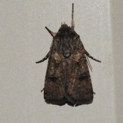 Agrotis porphyricollis (Variable Cutworm) at Wanniassa, ACT - 9 Oct 2023 by JohnBundock