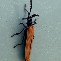 Porrostoma rhipidium (Long-nosed Lycid (Net-winged) beetle) at Lower Molonglo - 9 Oct 2023 by SteveBorkowskis