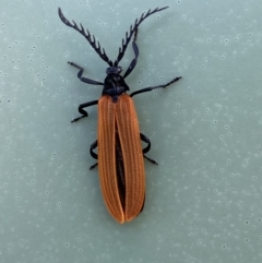 Porrostoma rhipidium at Belconnen, ACT - 10 Oct 2023 09:26 AM