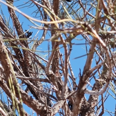 Unidentified Other Shrub at Windorah, QLD - 28 Jul 2023 by LyndalT