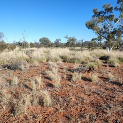 Triodia sp. (Spinifex) at Windorah, QLD - 29 Jul 2023 by LyndalT